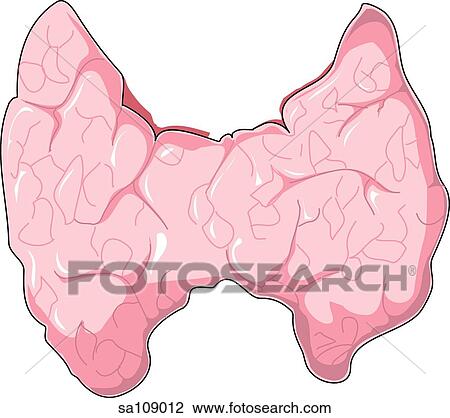 Drawing - Anterior view of the thyroid gland.. Fotosearch