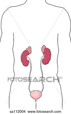 Anterior view of the torso of a figure with the anatomy of the urinary system made visible. View Large Illustration Stock Illustration - Anterior view of the torso of a figure with the anatomy of the urinary system made visible.. Fotosearch