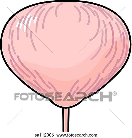 Anterior view of the torso of a figure with the anatomy of the urinary system made visible (bladder). View Large Illustration Stock Illustration - Anterior view of the torso of a figure with the anatomy of the urinary system made visible (bladder).. Fotosearch