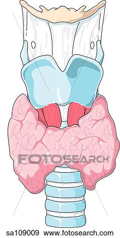 Stock Illustration - Anterior view of the trachea and overlying thyroid gland.. Fotosearch
