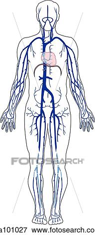 Stock Illustration - Anterior view of the venous system within an outline of an adult male.. Fotosearch