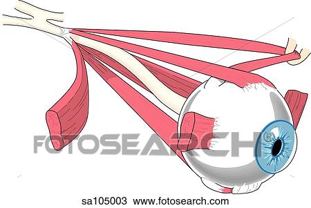Drawing - Anterolateral view of the eyeball, optic nerve and its muscular system.. Fotosearch