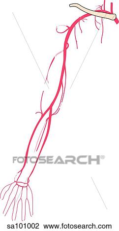 Drawing - Arteries of the arm.. Fotosearch