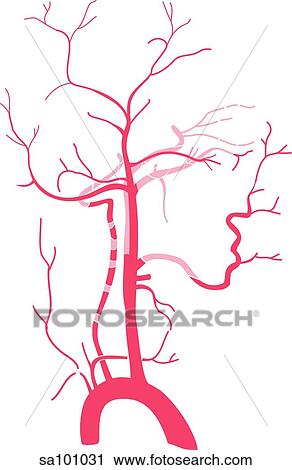 Arteries of the head and neck. View Large Illustration Clip Art - Arteries of the head and neck.. Fotosearch