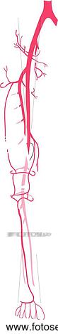 Arteries of the leg. View Large Illustration Stock Illustration - Arteries of the leg.. Fotosearch