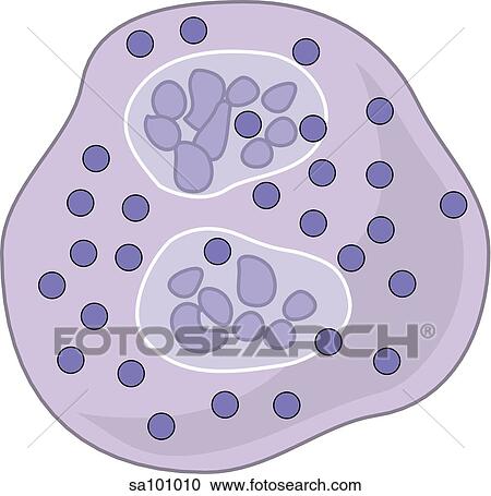 Basophil. View Large Illustration Clipart - Basophil.. Fotosearch