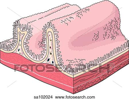 Cross section of the intestine showing the villi. View Large Illustration Stock Illustration - Cross section of the intestine showing the villi.. Fotosearch