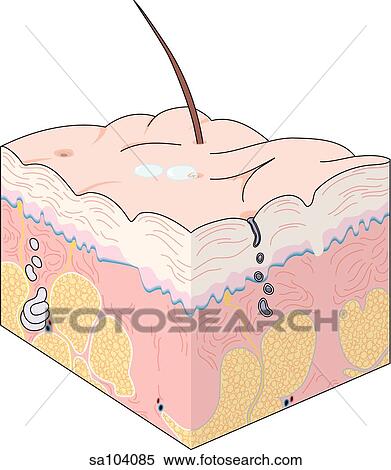 Cross-section of the skin showing the different layers and featuring the anatomy of a hair follicle. View Large Illustration Stock Illustration - Cross-section of the skin showing the different layers and featuring the anatomy of a hair follicle.. Fotosearch