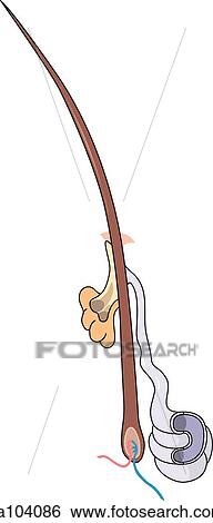 Stock Illustration - Cross-section of the skin showing the different layers and featuring the anatomy of a hair follicle and sebaceous gland.. Fotosearch