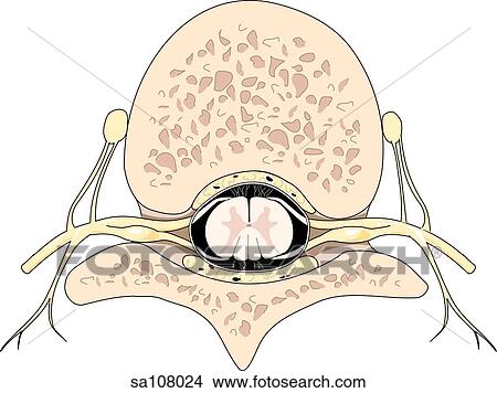 Cross-section of the spinal column through a vertebra. View Large Illustration Stock Illustration - Cross-section of the spinal column through a vertebra.. Fotosearch
