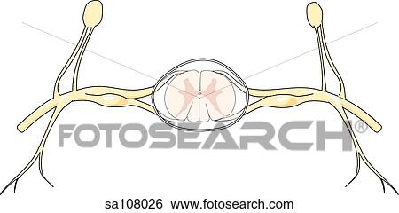 Stock Illustration - Cross-section of the spinal column through a vertebra (spinal cord, dorsal and ventral roots, spinal ganglions, spinal nerves, dorsal and ventral rami and sympathetic ganglions).. Fotosearch