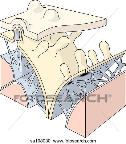 Clipart - Cross-section of the superior sinus showing the anatomy of the different layers and its triangular form.. Fotosearch