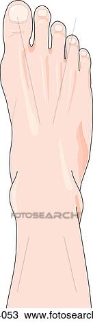 Dorsal view of the external anatomy of the right foot. View Large Illustration Drawing - Dorsal view of the external anatomy of the right foot.. Fotosearch