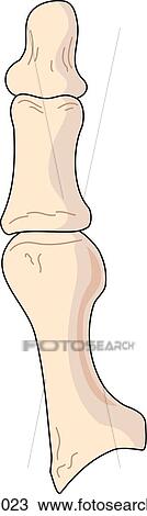 Dorsal view of the skeletal anatomy of the right foot (1st tarsal, metatarsal and phalange). View Large Illustration Drawing - Dorsal view of the skeletal anatomy of the right foot (1st tarsal, metatarsal and phalange).. Fotosearch