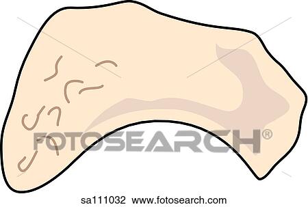 Dorsal view of the skeletal anatomy of the right foot (navicular bone). View Large Illustration Drawing - Dorsal view of the skeletal anatomy of the right foot (navicular bone).. Fotosearch