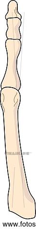 Dorsal view of the skeletal anatomy of the right foot (3rd tarsal, metatarsal and phalange). View Large Illustration Stock Illustration - Dorsal view of the skeletal anatomy of the right foot (3rd tarsal, metatarsal and phalange).. Fotosearch