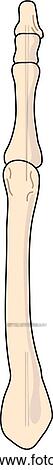 Dorsal view of the skeletal anatomy of the right foot (4th tarsal, metatarsal and phalange). View Large Illustration Stock Illustration - Dorsal view of the skeletal anatomy of the right foot (4th tarsal, metatarsal and phalange).. Fotosearch