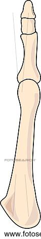 Stock Illustration - Dorsal view of the skeletal anatomy of the right foot (5th tarsal, metatarsal and phalange).. Fotosearch