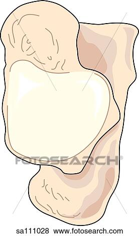 Dorsal View Of The Skeletal Anatomy Of The Right Foot Calcaneus Bone Stock Illustration Sa111028 Fotosearch