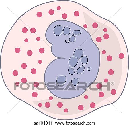 Clip Art - Eosinophil.. Fotosearch
