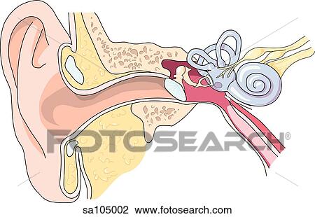 Drawing - Frontal cross-section of the anatomical structures of the inner ear.. Fotosearch