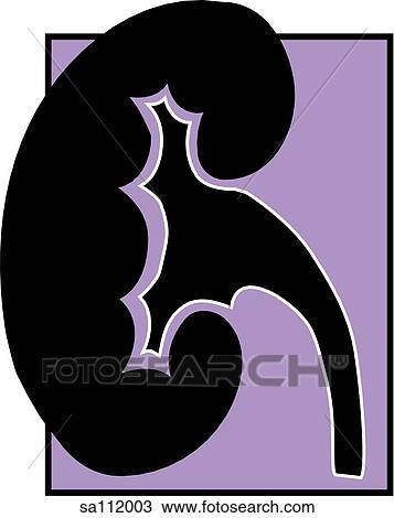 Drawing - Graphic depiction of a kidney to represent the urinary system.. Fotosearch
