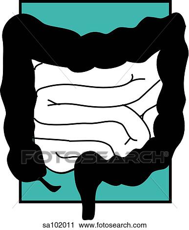 Clip Art - Graphic depiction of the large intestine (colon).. Fotosearch