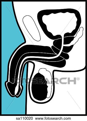 Graphic depiction of the male reproductive organs. View Large Illustration Clipart - Graphic depiction of the male reproductive organs.. Fotosearch