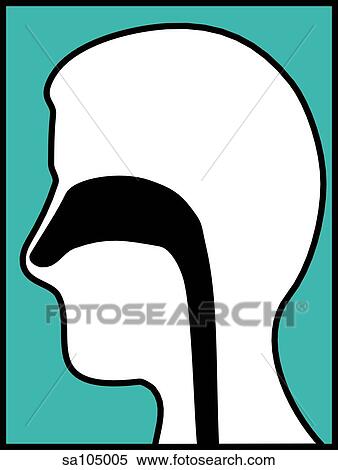 Graphic representaion of the head with the nasal passageway made visible. View Large Illustration Stock Illustration - Graphic representaion of the head with the nasal passageway made visible.. Fotosearch