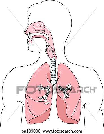 Stock Illustration of Head and chest of a male figure with the anatomy ...