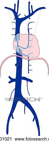 Heart and superior and inferior vena cava. View Large Illustration Clip Art - Heart and superior and inferior vena cava.. Fotosearch
