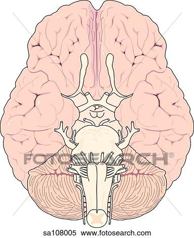Inferior View Of The Brain And Brainstem Stock Illustration