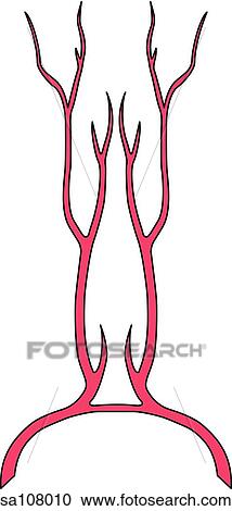 Inferior view of the circle of Willis which provides the arterial blood supply to the brain (anterior cerebral arteries and anterior communicating artery). View Large Illustration Clipart - Inferior view of the circle of Willis which provides the arterial blood supply to the brain (anterior cerebral arteries and anterior communicating artery).. Fotosearch