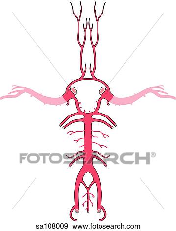 Inferior view of the circle of Willis which provides the arterial blood supply to the brain. View Large Illustration Stock Illustration - Inferior view of the circle of Willis which provides the arterial blood supply to the brain.. Fotosearch