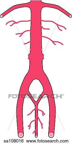 Inferior View Of The Circle Of Willis Which Provides The