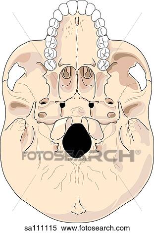 Stock Illustration - Inferior view of the skeletal anatomy of the skull.. Fotosearch