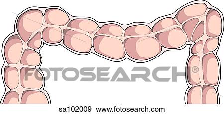 Internal anatomy of the ascending, transverse and descending colon. View Large Illustration Stock Illustration - Internal anatomy of the ascending, transverse and descending colon.. Fotosearch