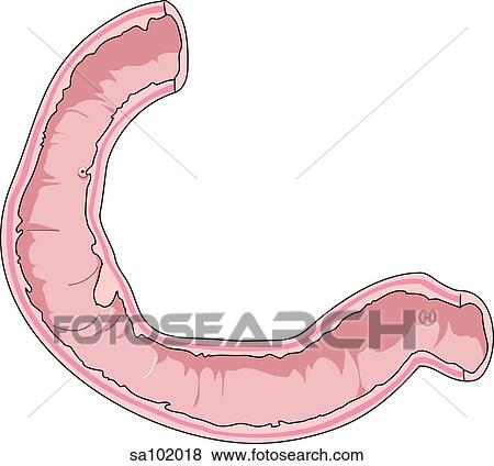 Internal anatomy of the duodenum. View Large Illustration Stock Illustration - Internal anatomy of the duodenum.. Fotosearch