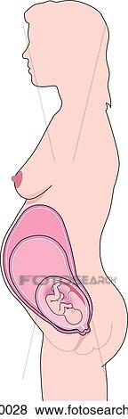Stock Illustration - Lateral view of a pregnant woman showing expansion of uterus during each of the trimesters.. Fotosearch