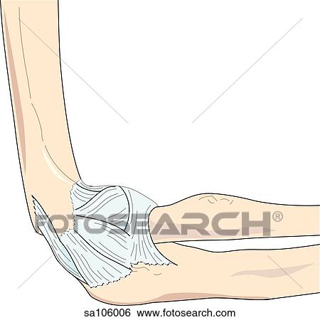Lateral view of the elbow joint showing relative postitions of skeletal structures and ligaments. View Large Illustration Stock Illustration - Lateral view of the elbow joint showing relative postitions of skeletal structures and ligaments.. Fotosearch