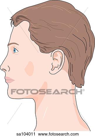 Clip Art - Lateral view of the external anatomy of a boy's face.. Fotosearch