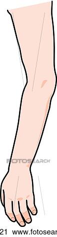 Clip Art - Lateral view of the external anatomy of a child (arm).. Fotosearch