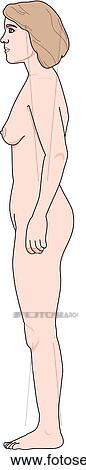 Lateral view of the external anatomy of a female person. View Large Illustration Clip Art - Lateral view of the external anatomy of a female person.. Fotosearch
