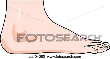 Clipart - Lateral view of the external anatomy of the right leg (ankle and foot).. Fotosearch