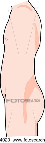 Drawing - Lateral view of the external anatomy of a child (chest, back, hips and pelvis).. Fotosearch