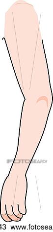 Drawing - Lateral view of the external anatomy of a female person (arm).. Fotosearch