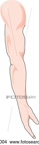 Stock Illustration - Lateral view of the external anatomy of the arm and hand.. Fotosearch