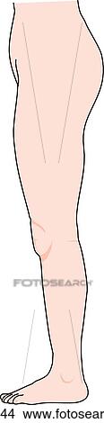 Stock Illustration - Lateral view of the external anatomy of a female person (leg, hip and pelvis).. Fotosearch