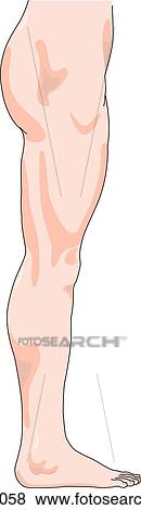 Stock Illustration - Lateral view of the external anatomy of the right leg.. Fotosearch
