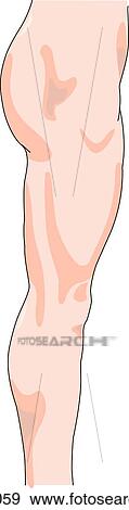 Stock Illustration - Lateral view of the external anatomy of the right leg (gluteal region, thigh, knee and calf).. Fotosearch